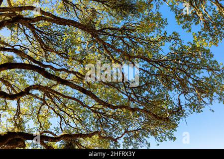 Oak tree branches against a blue sky, Northern California, USA Stock Photo
