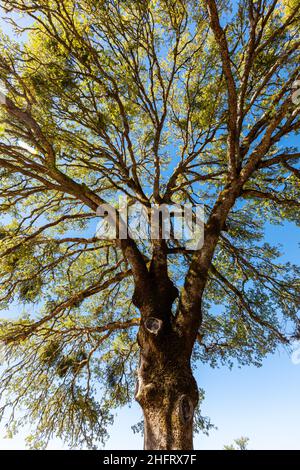 Oak tree branches against a blue sky, Northern California, USA Stock Photo