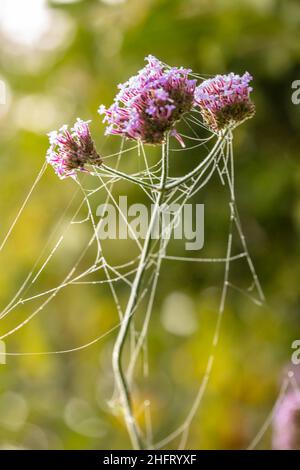 Structural Spiders web, natural patterns and structures in the natural ...