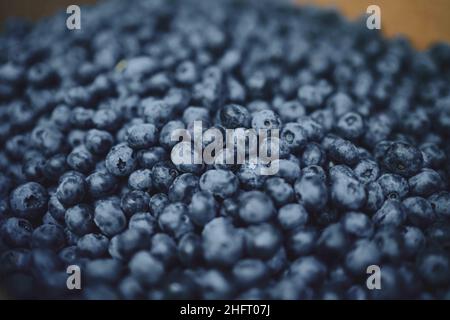 Closeup Blueberries Fresh Picked in Box Stock Photo