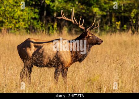 Profile of Bull Elk at Oconaluftee in Western North Carolina Stock Photo