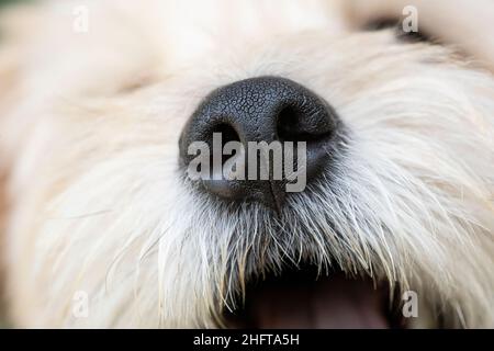 Mixed-breed dog, close up of nose Stock Photo