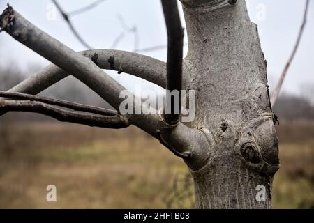 Tree trunk with branches seen up close Stock Photo