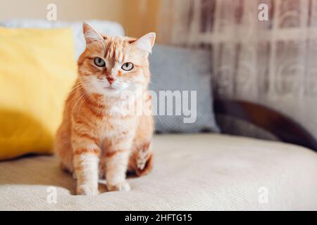 Ginger cat relaxing sitting on couch by cushions in living room at home. Pet looking at camera. Close up Stock Photo