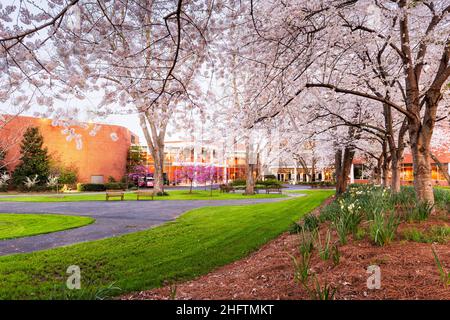 Campus spring time landscape at dusk. Stock Photo