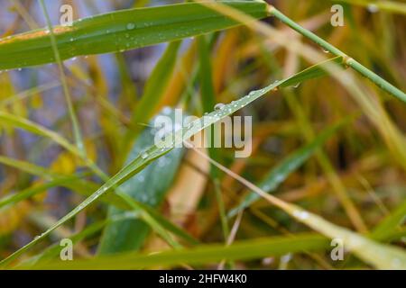 Dew drops on reed leaves after rain. High quality photo. Close-up. Stock Photo