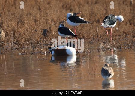 Male of Northern shoveler (Spatula clypeata) and other marshes birds are Relaxing in the shore of a pond. Only Male of Northern shoveler is in focus Stock Photo