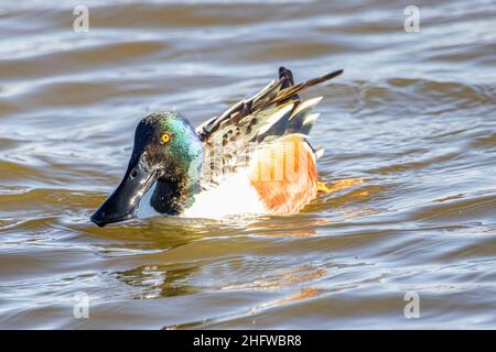 Male of Northern shoveler (Spatula clypeata), known simply in Britain as the shoveler, is a common and widespread duck Stock Photo