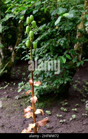 cardiocrinum giganteum,ripening seed pods,green seed pod,green seed pods,cardiocriunum seed pods,Giant Himalayan Lily,lilies, lilium,RM Floral Stock Photo