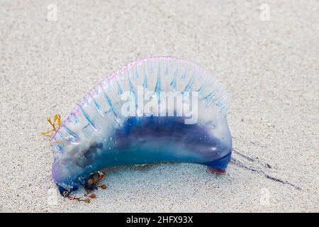 Poison jellyfish floating into the beach Stock Photo - Alamy