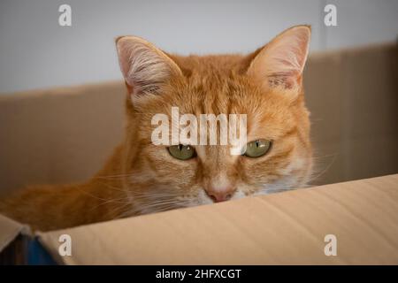 ginger cat in a box Stock Photo