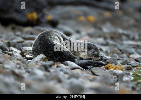 Common Seal (Phoca vitulina) pup in a Scottish loch Stock Photo