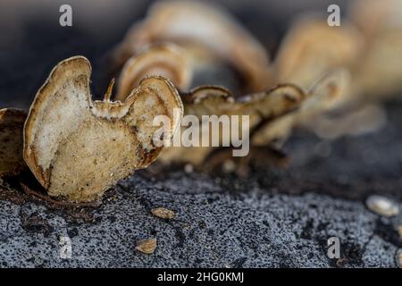 Fungal Fruiting Bodies on a Dead Tree Stock Photo