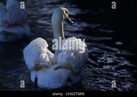 Mute Swans on a Scottish Loch Stock Photo