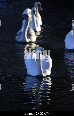 Mute Swans on a Scottish Loch Stock Photo
