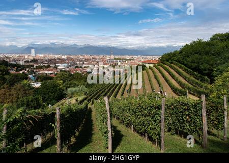 Marco Alpozzi/LaPresse September 20, 2021 Torino (To), Italy News Harvest in Balbiano's vineyard at Villa della Regina, on the Turin hill In the pic: vineyard pano Stock Photo