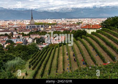 Marco Alpozzi/LaPresse September 20, 2021 Torino (To), Italy News Harvest in Balbiano's vineyard at Villa della Regina, on the Turin hill In the pic: vineyard pano Stock Photo