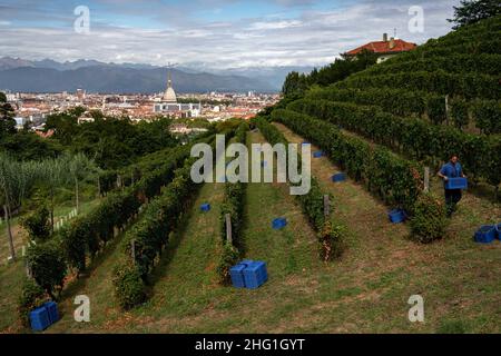 Marco Alpozzi/LaPresse September 20, 2021 Torino (To), Italy News Harvest in Balbiano's vineyard at Villa della Regina, on the Turin hill In the pic: work in the vineyard Stock Photo