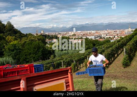 Marco Alpozzi/LaPresse September 20, 2021 Torino (To), Italy News Harvest in Balbiano's vineyard at Villa della Regina, on the Turin hill In the pic: work in the vineyard Stock Photo