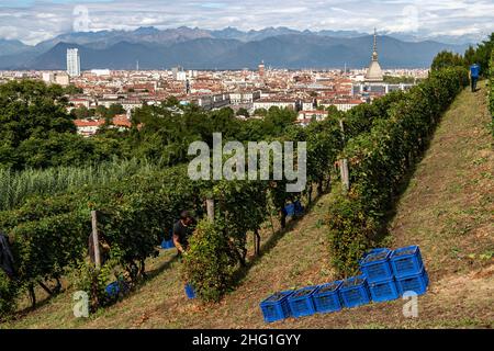 Marco Alpozzi/LaPresse September 20, 2021 Torino (To), Italy News Harvest in Balbiano's vineyard at Villa della Regina, on the Turin hill In the pic: work in the vineyard Stock Photo