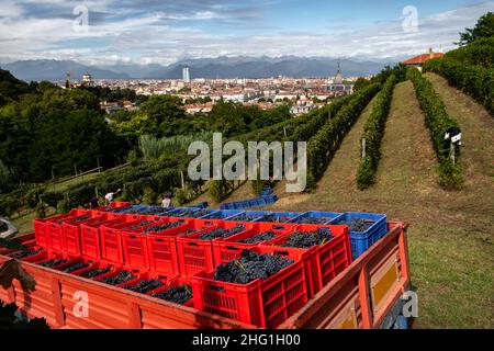 Marco Alpozzi/LaPresse September 20, 2021 Torino (To), Italy News Harvest in Balbiano's vineyard at Villa della Regina, on the Turin hill In the pic: work in the vineyard Stock Photo