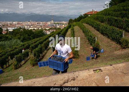 Marco Alpozzi/LaPresse September 20, 2021 Torino (To), Italy News Harvest in Balbiano's vineyard at Villa della Regina, on the Turin hill In the pic: work in the vineyard Stock Photo