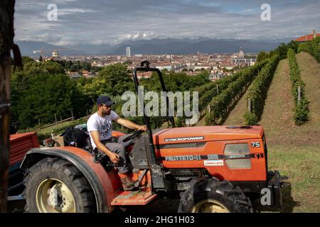 Marco Alpozzi/LaPresse September 20, 2021 Torino (To), Italy News Harvest in Balbiano's vineyard at Villa della Regina, on the Turin hill In the pic: work in the vineyard Stock Photo