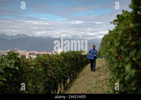 Marco Alpozzi/LaPresse September 20, 2021 Torino (To), Italy News Harvest in Balbiano's vineyard at Villa della Regina, on the Turin hill In the pic: work in the vineyard Stock Photo