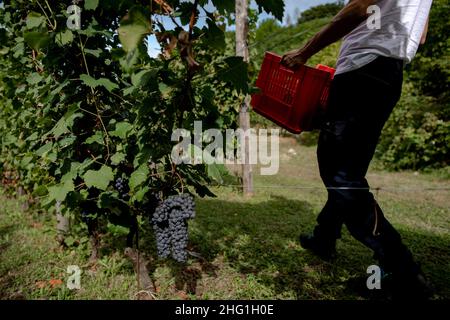 Marco Alpozzi/LaPresse September 20, 2021 Torino (To), Italy News Harvest in Balbiano's vineyard at Villa della Regina, on the Turin hill In the pic: work in the vineyard Stock Photo