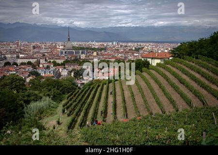 Marco Alpozzi/LaPresse September 20, 2021 Torino (To), Italy News Harvest in Balbiano's vineyard at Villa della Regina, on the Turin hill In the pic: vineyard pano Stock Photo