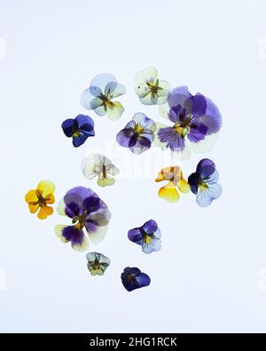 Pressed Pansy Petals on a White Background Stock Photo