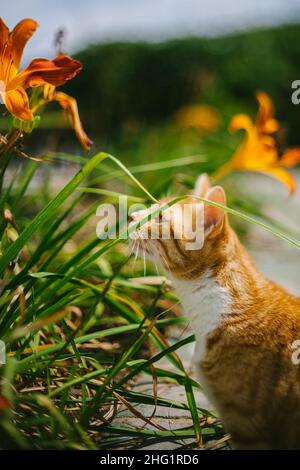 Orange Cat Sits in the Garden Looking at a Flower Stock Photo