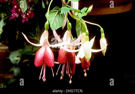 Close up of Fuchsia Frosted Flame with three flowers and buds. A single trailing fuchsia that is a deciduous perenniual and frost tender. Stock Photo