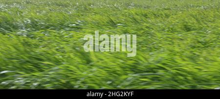 Abstract, bright green grass in a open field blowing in the wind. Stock Photo