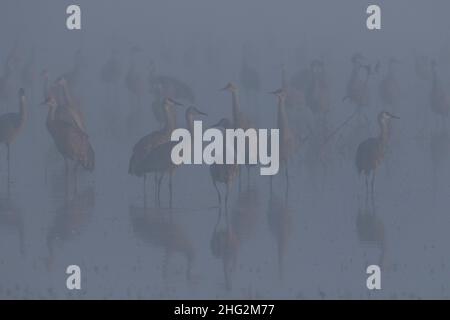 Lesser Sandhill Cranes, Grus canadensis, stand in a shallow, foggy roosting marsh habitat on California's Merced National Wildlife Refuge. Stock Photo