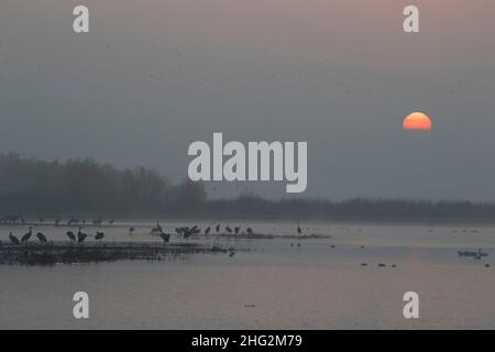 Lesser Sandhill Cranes, Grus canadensis, use a wetland roosting site on a foggy sunrise over the Merced NWR, CA. Stock Photo