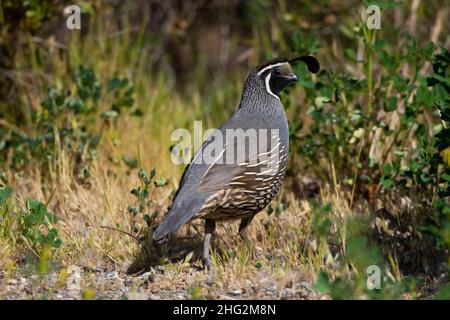 An adult rooster California Quail, Callipepla californica, poses in upland habitat at California's San Luis National Wildlife Refuge. Stock Photo