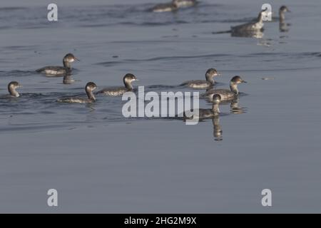 A flock of non-breeding adult Eared Grebes, Podiceps nigricollis, use the O'Neil Forebay in California's San Joaquin Valley. Stock Photo