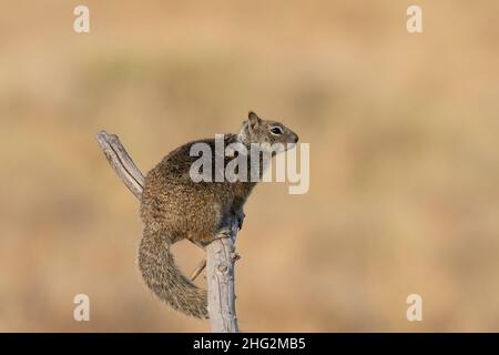 A California Ground Squirrel, Citellus beecheyi, perched on a dead tree branch at California's San Luis National Wildlife Refuge. Stock Photo