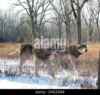 An illustration of  Dire Wolves hunting together in the woods. The dire wolf is an extinct carnivorous mammal of the Ice Age Stock Photo