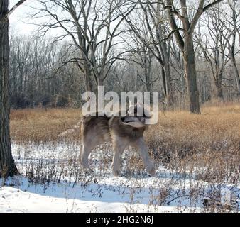 An illustration of the extinct large Dire Wolf hunting alone in the woods. The dire wolf is an extinct carnivorous mammal of the genus Canis, Stock Photo