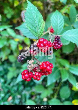 Himalayan blackberry (Rubus armeniacus) is a species of Rubus native to Armenia and Northern Iran, and widely naturalised elsewhere.