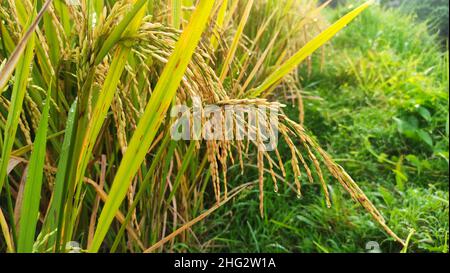 The morning atmosphere in the yellow rice fields can start to be harvested Stock Photo