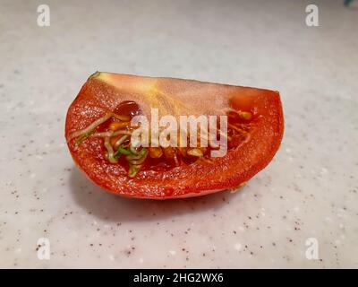 Some causes of seeds sprouting in tomatoes are long storage in cool temperatures (below 55 degrees), being overripe, potassium deficiency, over fertil Stock Photo