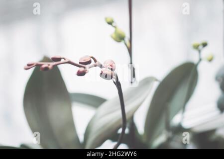 Orchid flower spike by the window under artificial light in winter, Phalaenopsis flower buds closeup Stock Photo