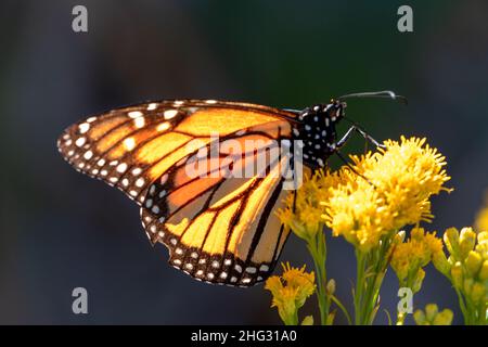 Monarch Butterfly in Pismo Beach Monarch Butterfly Grove on the Central Coast of California USA Stock Photo