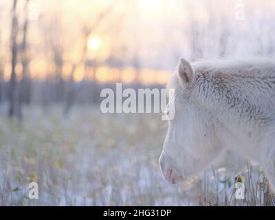 Dosanko Horse at Dawn Stock Photo