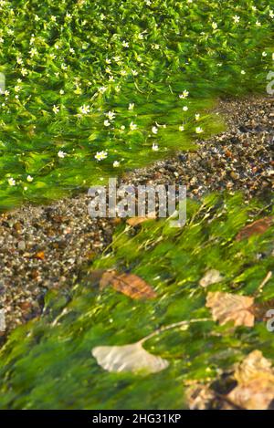 Ranunculus trichophyllus Chaix var. kazusensis (Makino) Wiegleb.　In Lake Ezu, Kumamoto Prefecture, Japan Stock Photo