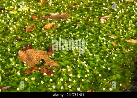 Ranunculus trichophyllus Chaix var. kazusensis (Makino) Wiegleb.　In Lake Ezu, Kumamoto Prefecture, Japan Stock Photo
