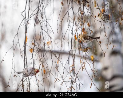 A flock of common redpolls, lat. Acanthis flammea, feeding on birch in winter. Common redpoll, cute bird with bright red patch on its forehead sits on Stock Photo
